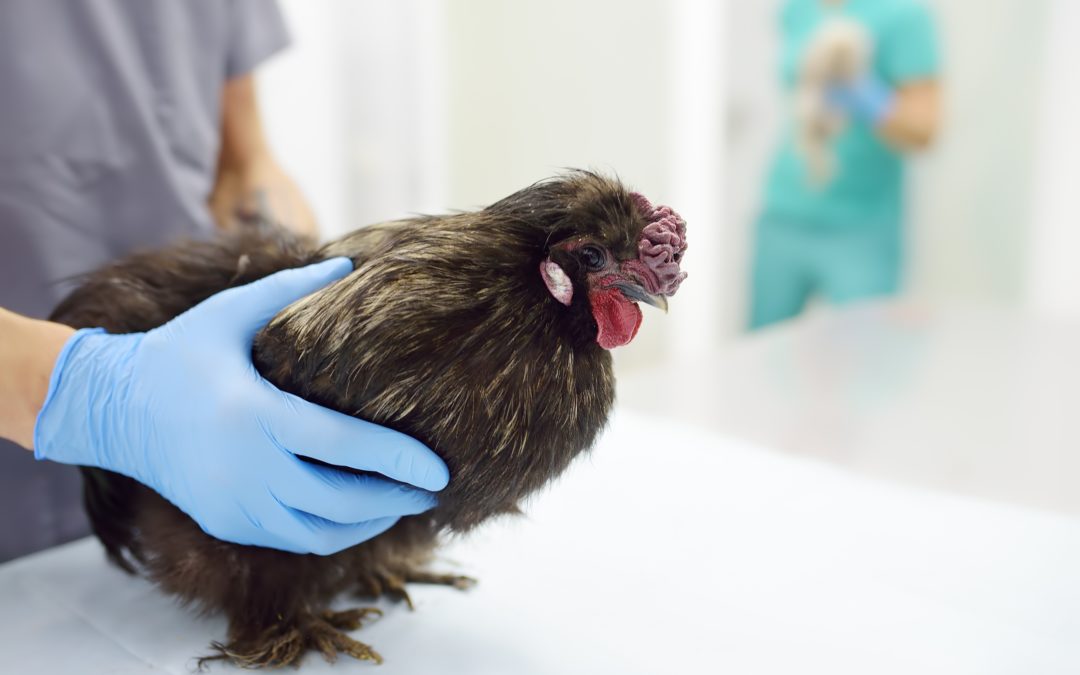Prevenção da gripe aviária nas capoeiras